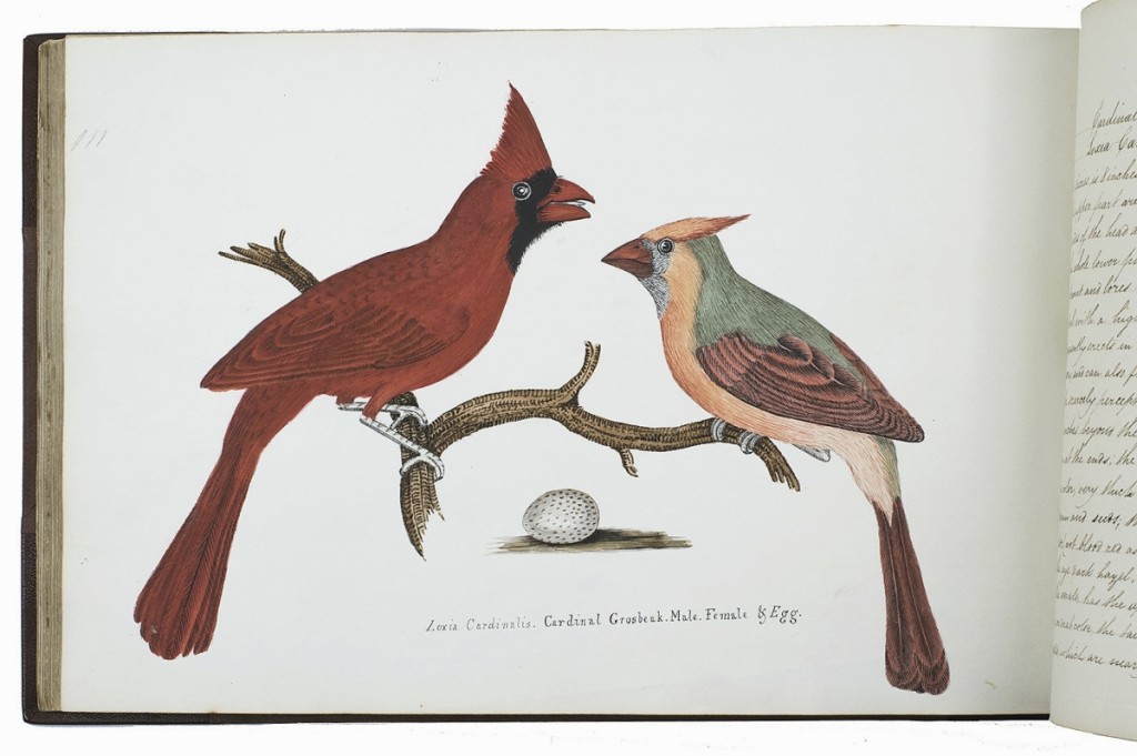 Got a bird-lover on your gift list? The cardinal depicted here caught the eye and what would be more appropriate than an album featuring 71 original watercolors of 81 birds after the birds of Alexander Wilson’s American Ornithology copied by Thomas Howitt, with manuscript captions, published in England in 1827. Asher Rare Books was offering this oblong quarto with gold-tooled spine, gold fillets on the boards, brown cloth sides and marbled endpapers, in a brown linen box with black morocco spine with gold letters, for $41,500. Goy, The Netherlands.