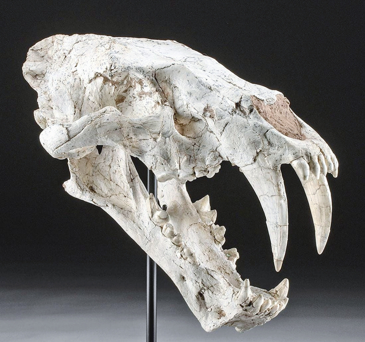 The auction house noted that this Sabertooth Machairodus Cat skull, at 14 inches long, was one of the largest ever offered at auction. The skull dated to the late Miocene Kalmakpai, approximately 15 to two million years ago. It brought a solid $37,750.
