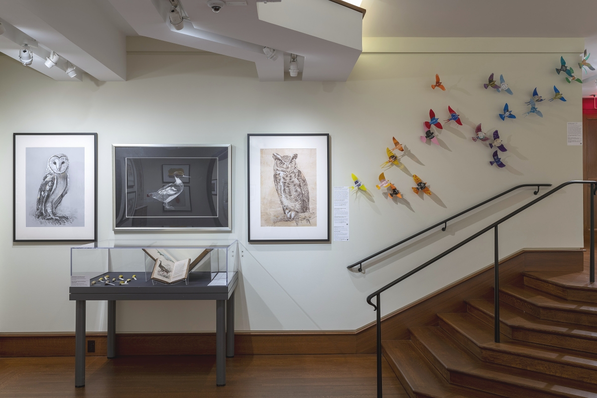 Installation image of “Birds of the Northeast: Gulls to Great Auks.” View it virtually at https://www.fairfield.edu/museum. Courtesy of Fairfield University Art Museum.