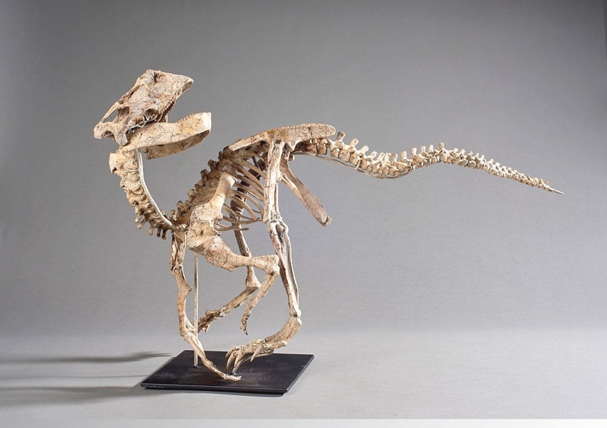 At $20,625 was a Psittacosaurus dinosaur specimen measuring 40 inches long. The dinosaur dates to the early Cretaceous (126-101 million years ago) when it roamed over Central Asia. The auctioneer said it was in a very good state of preservation with less than two percent restoration.