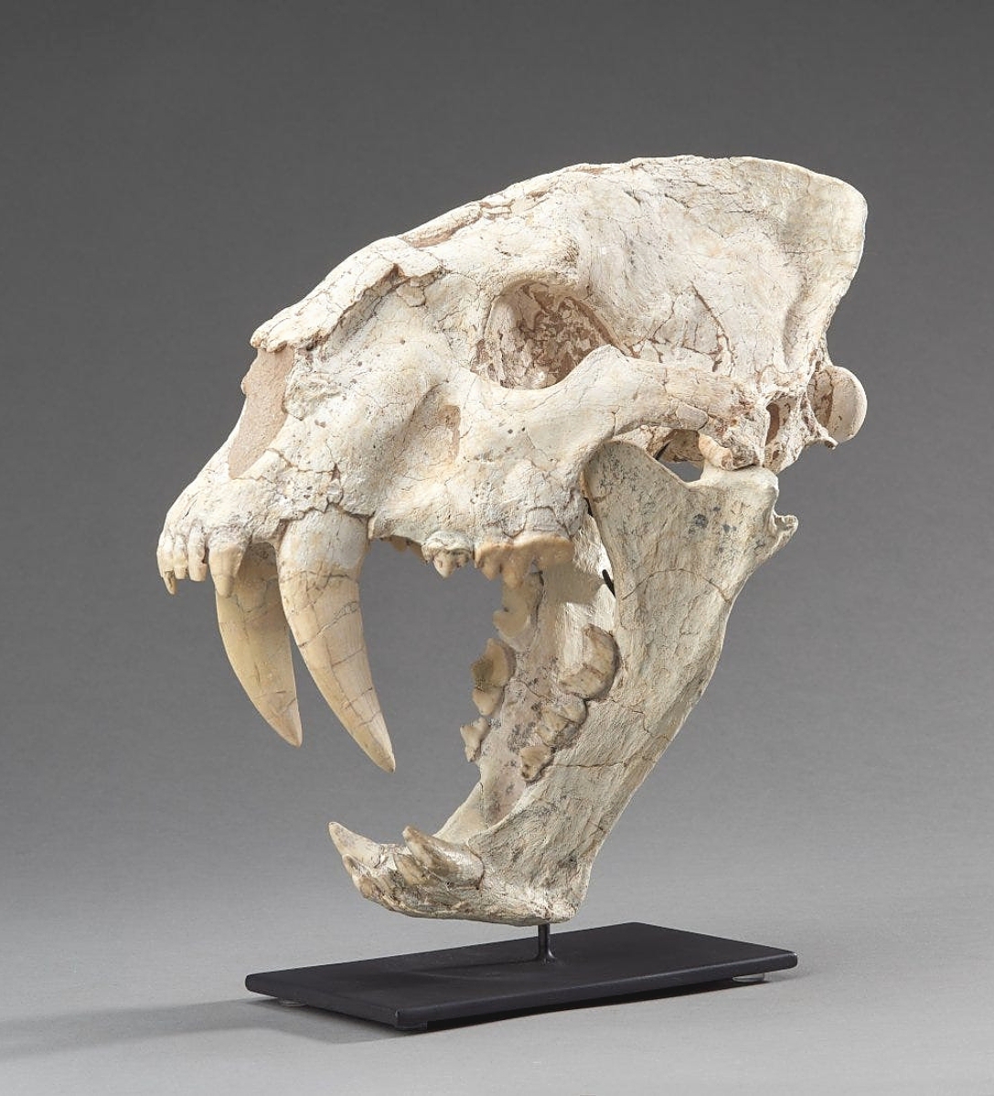 With less than two percent restoration, the firm wrote that this fossil sabercat skull from a Machairodus was a very high-quality specimen. The sabers alone were 4 inches long and it sold for $37,500.