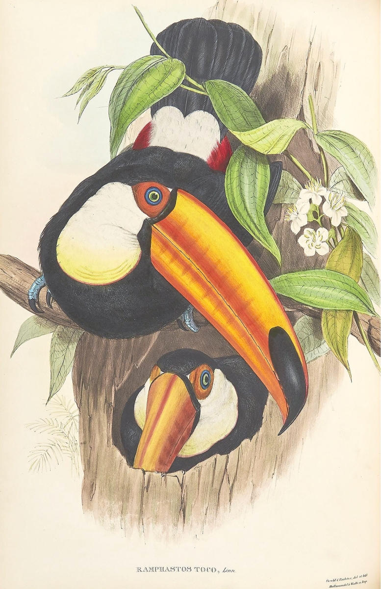 AB Freeman's Gould folio
