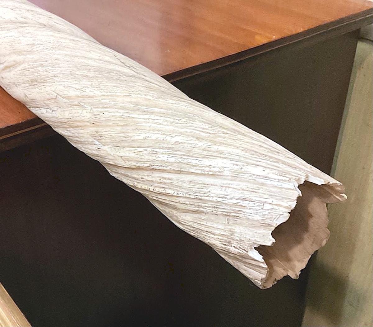 Well preserved, this narwhal tusk, approximately 93½ inches long, tripled its high expectation, bringing $31,250.