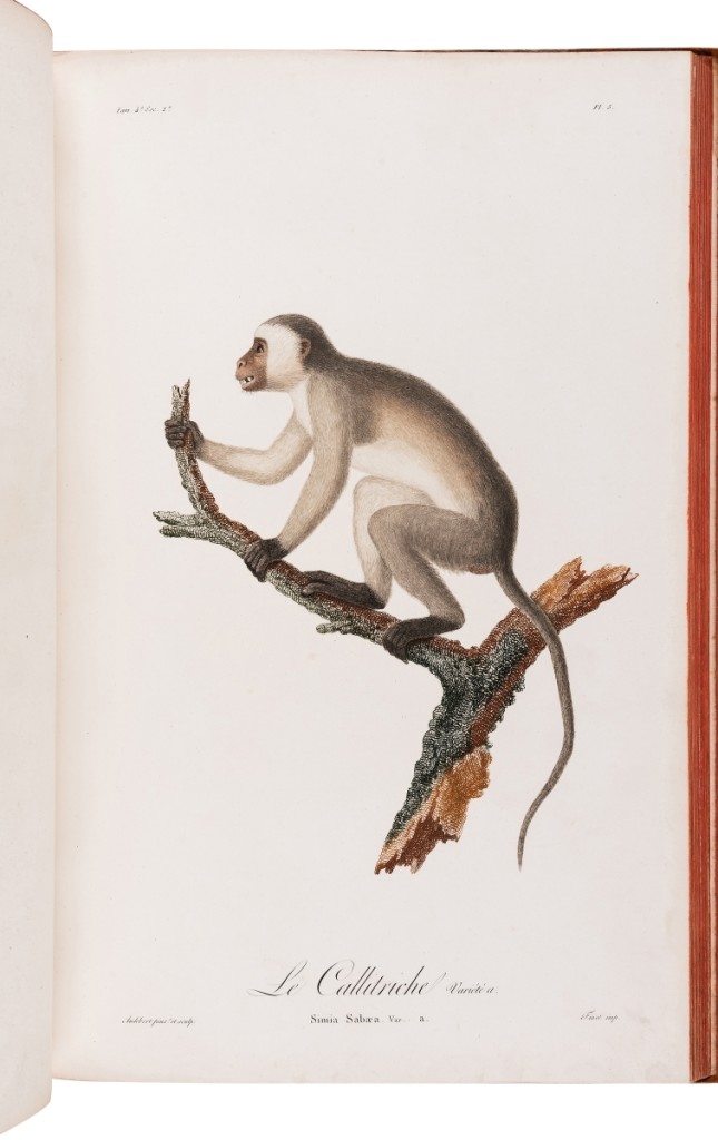 Jean Baptiste Audebert. Histoire naturelle des singes et des makis. Paris: Desray, An XIII. ($10/15,000)