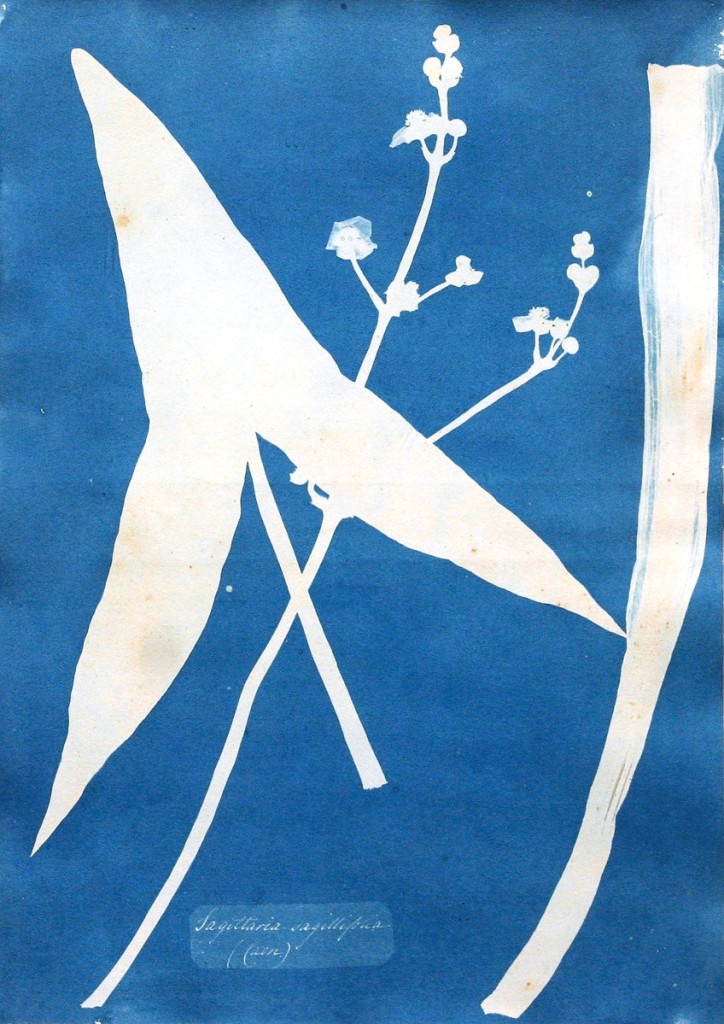 From the “Cusie” Pfeifer collection, Anna Atkins’ (1799-1871) “Sagittaria sagittifolia (Arrowhead plant),” circa 1843, a cyanotype, 13½ by 9½ inches, realized $6,000.