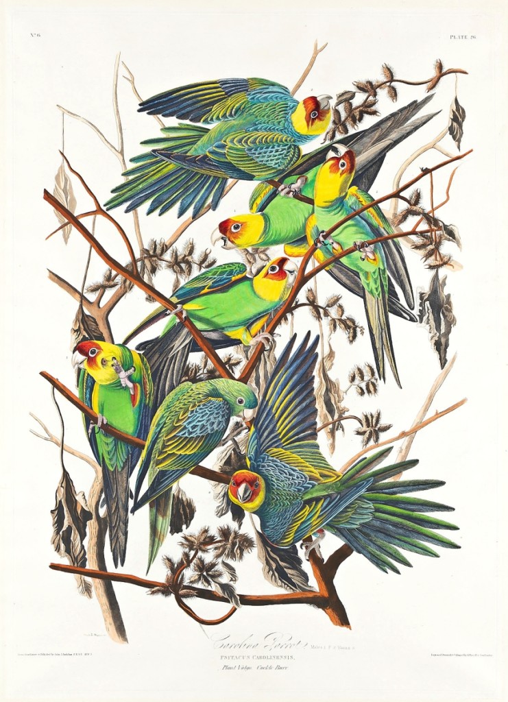 John James Audubon, “Carolina Parrot,” Plate 26, hand colored aquatint and engraved plate from Audubon’s Birds of America, 1828, sold for $137,000.