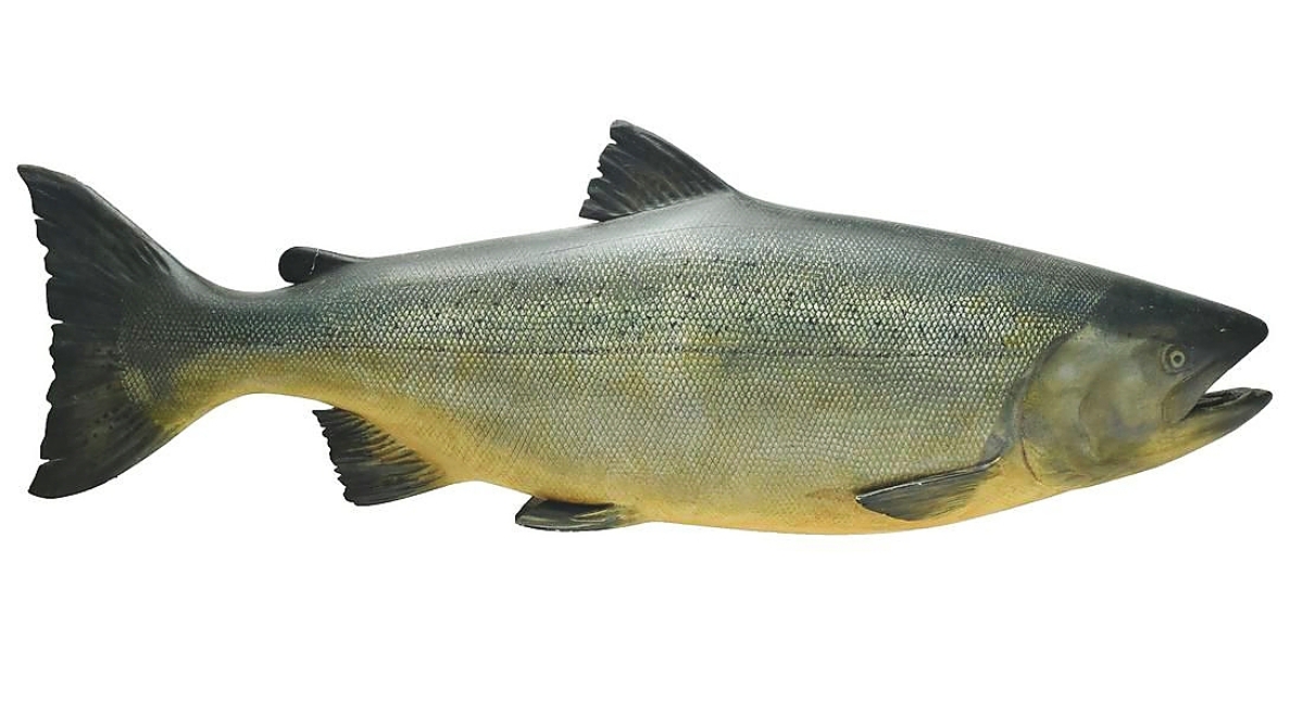 122 salmon