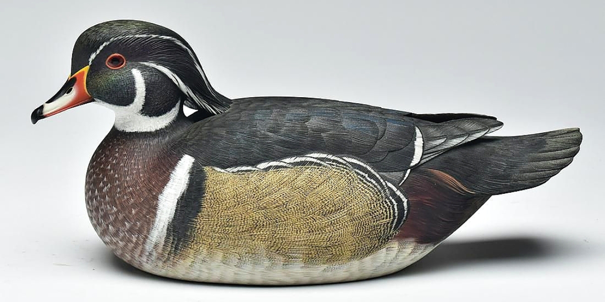 66a wood duck
