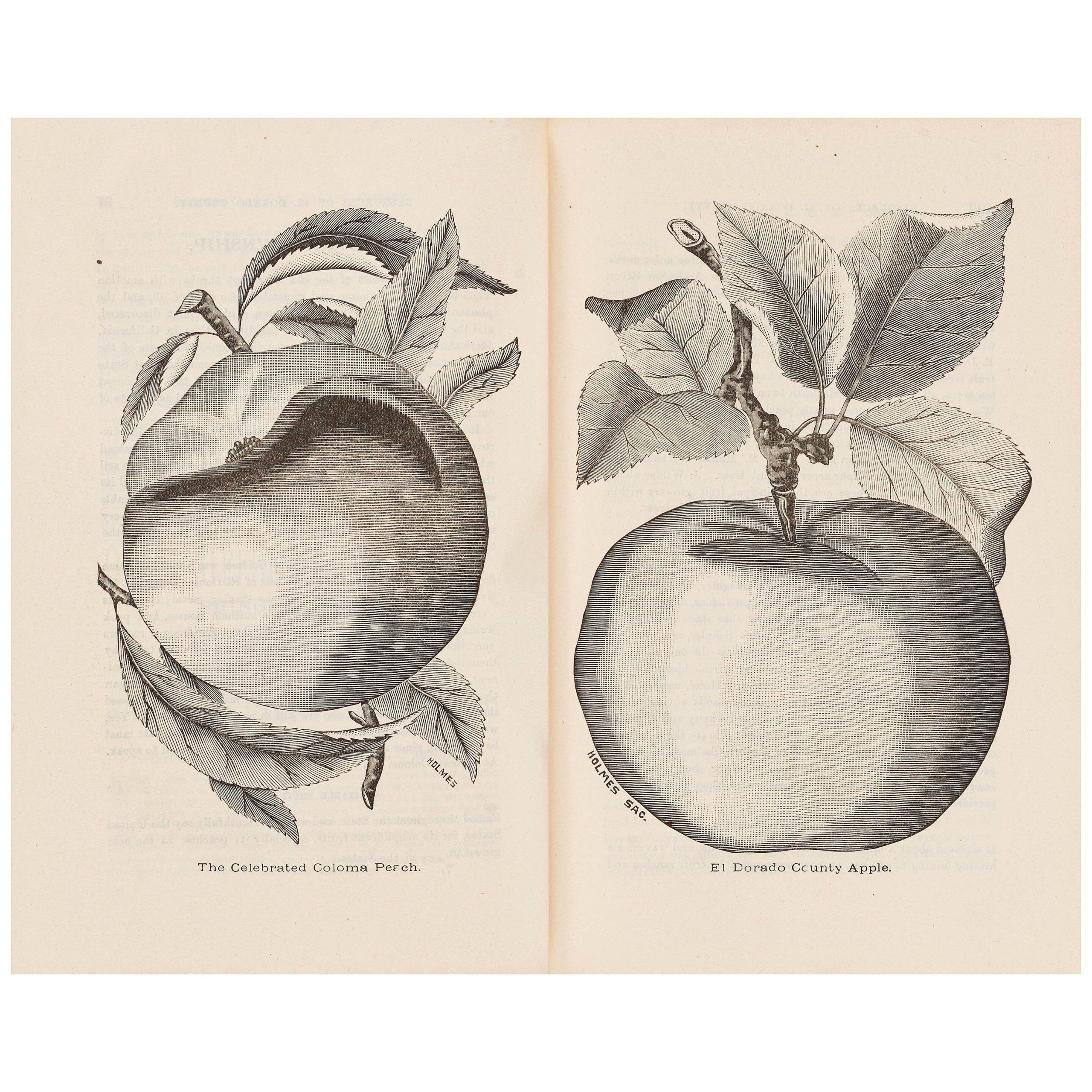 Illustrations, such as the peach and apple shown here, as well a