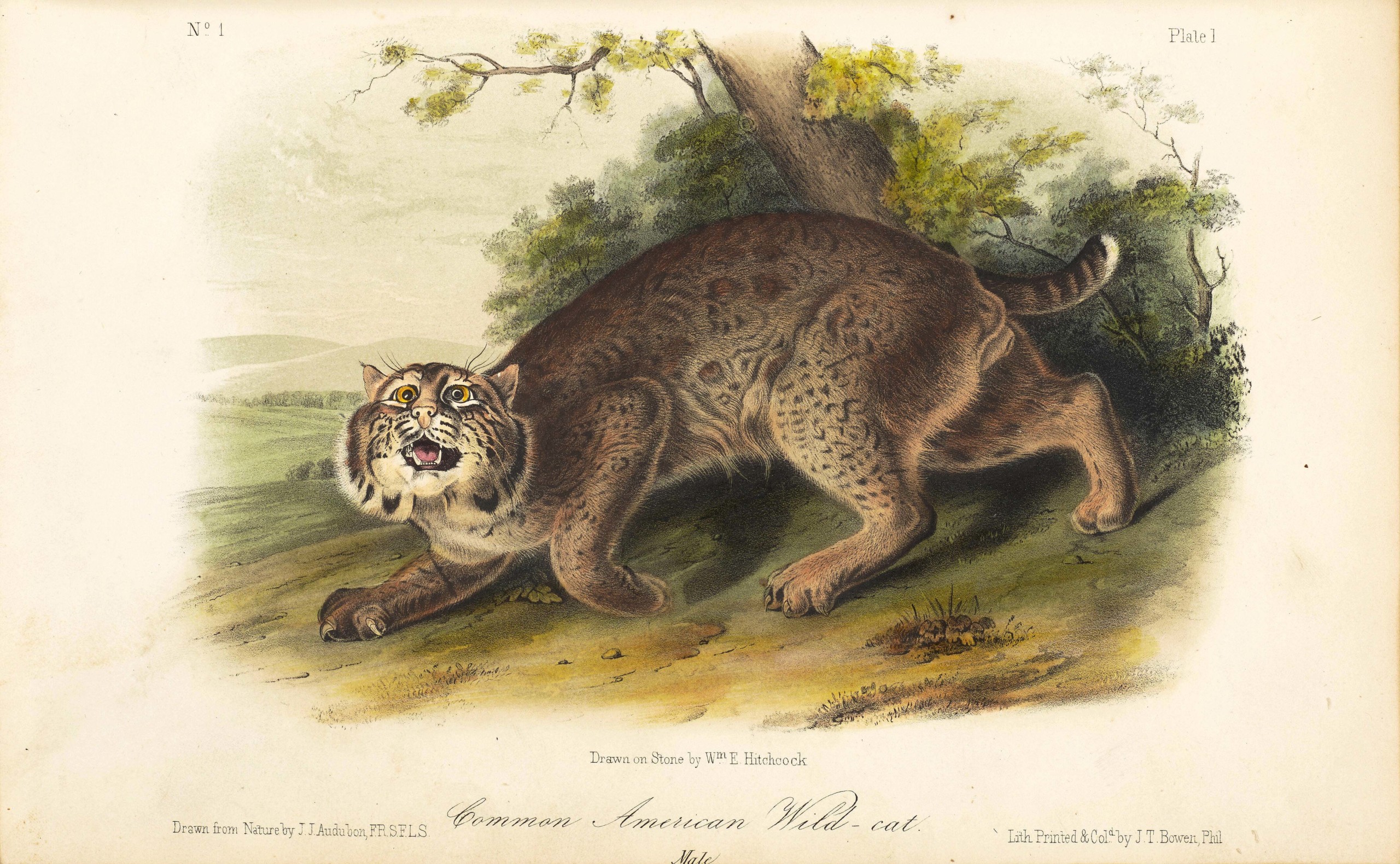 This “Common American Wild-cat” was one of many illustration