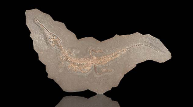 Single-Owner Prehistoric Collection Unearths $1.24 Million For Heritage